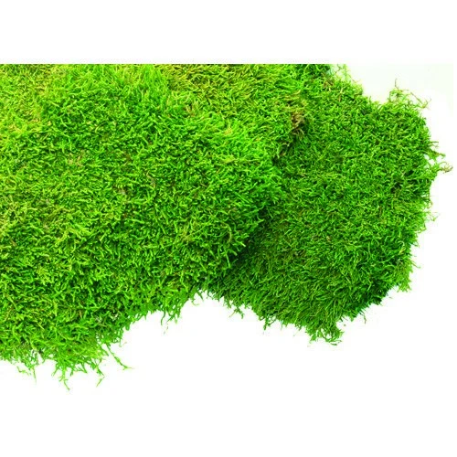 SUPER MOSS SuperMoss 1560cu in Bulk Sheet Moss Fresh Green (Covers 16-18sq ft) — Single Unit