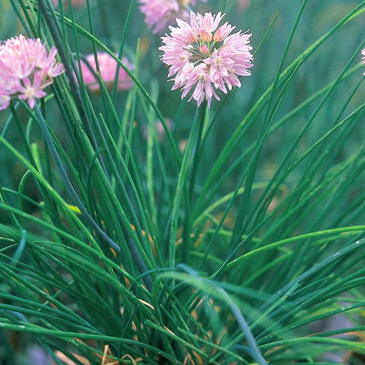 SEEDS BY DESIGN Chives 1lb — Single Unit
