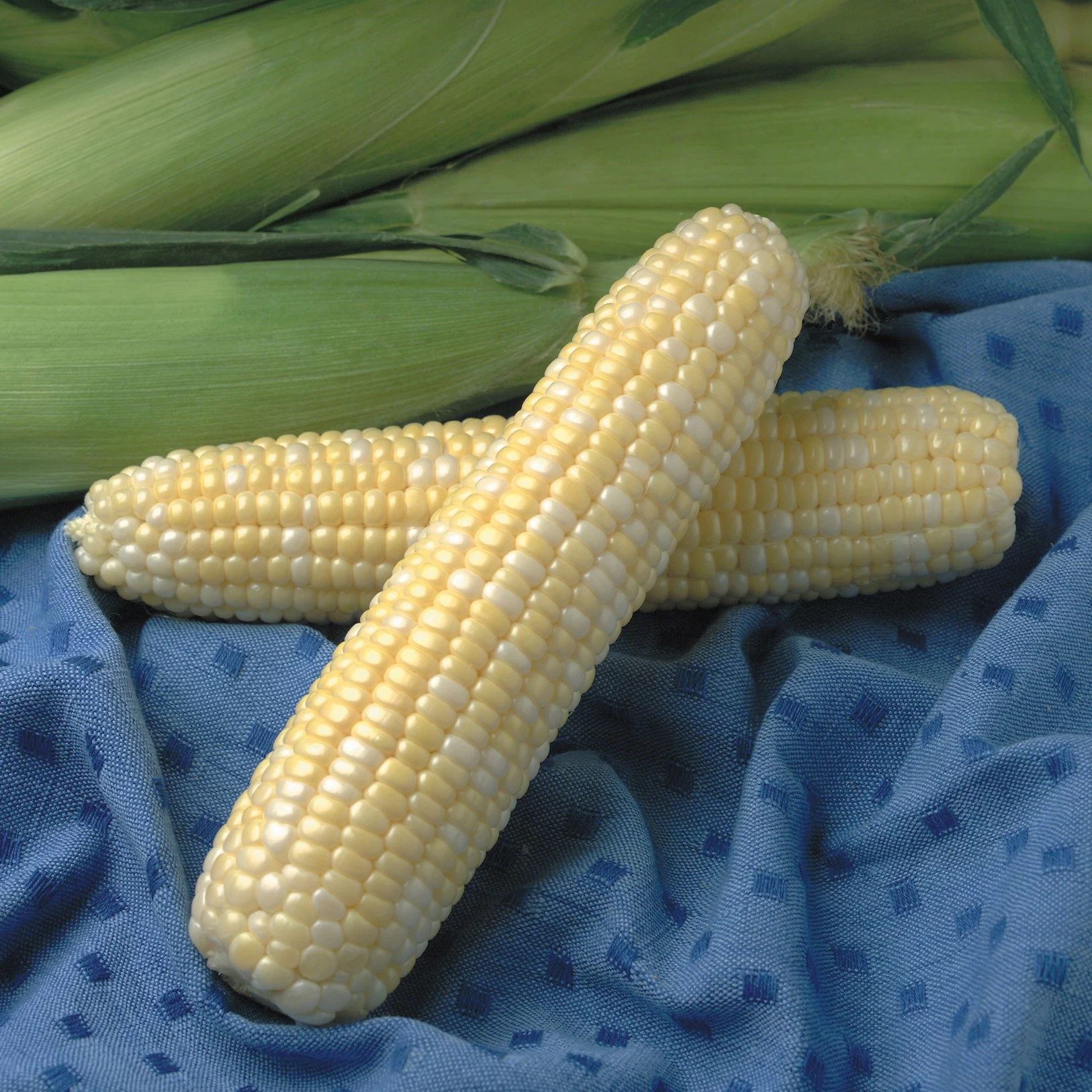 SYNGENTA SEEDS, INC. Corn, Jackpot 1lb — Single Unit