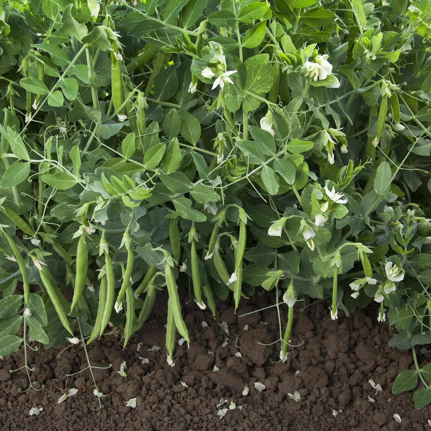 SYNGENTA SEEDS, INC. Peas, Snak Hero 25lb — Single Unit