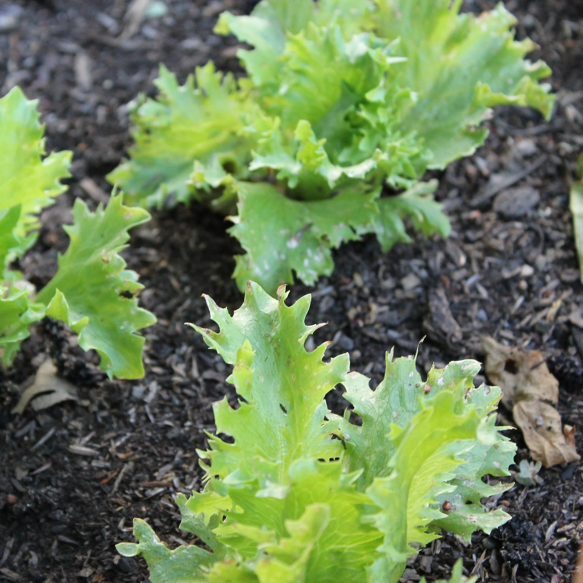 SEEDS BY DESIGN Lettuce, Summertime 1/2lb — Single Unit