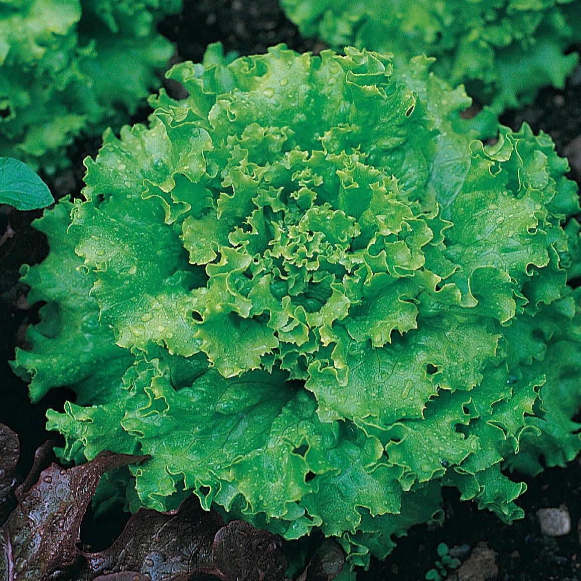 SEEDS BY DESIGN Lettuce, Great Lakes Premier 1/2oz — Single Unit