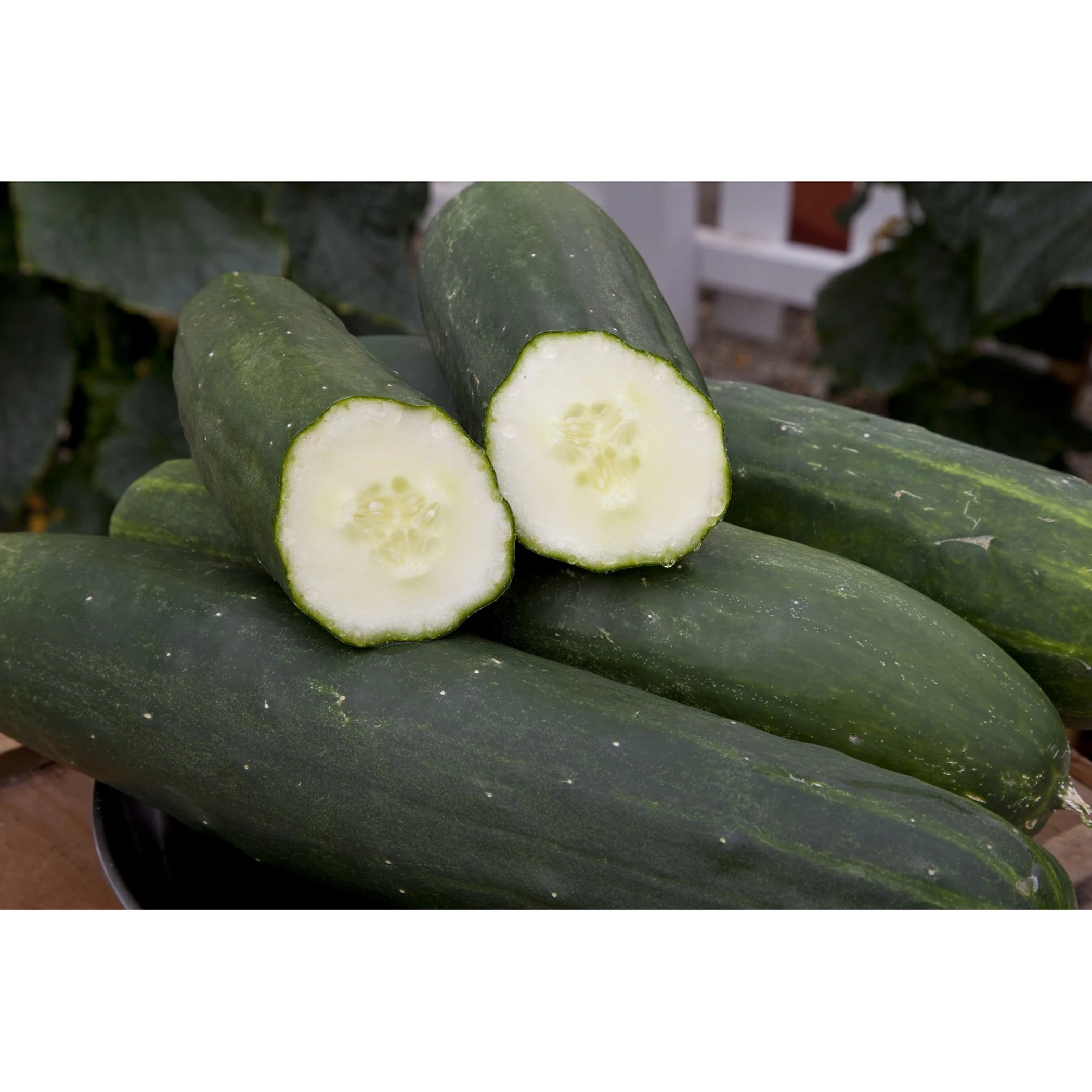 SYNGENTA SEEDS, INC. Cucumber, Peticue ( Patio ) 100 Seed Count — Single Unit