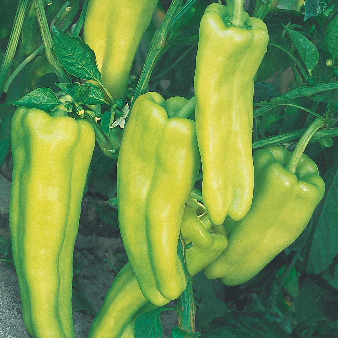 SYNGENTA SEEDS, INC. Peppers, Aruba Cubanelle 100 Seed Count — Single Unit