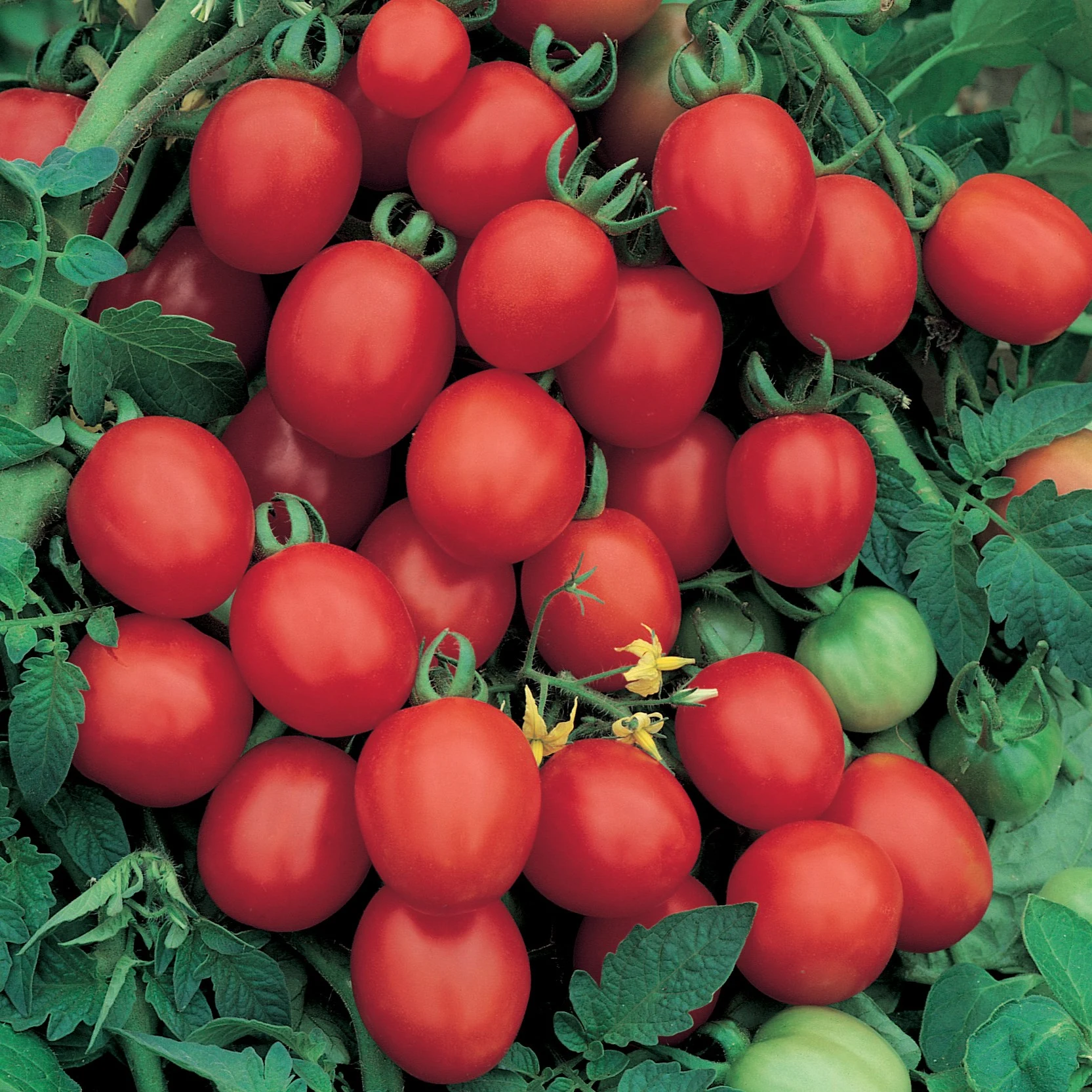 SEEDS BY DESIGN Tomato, Sugar Plum Grape - 1/16oz — Single Unit