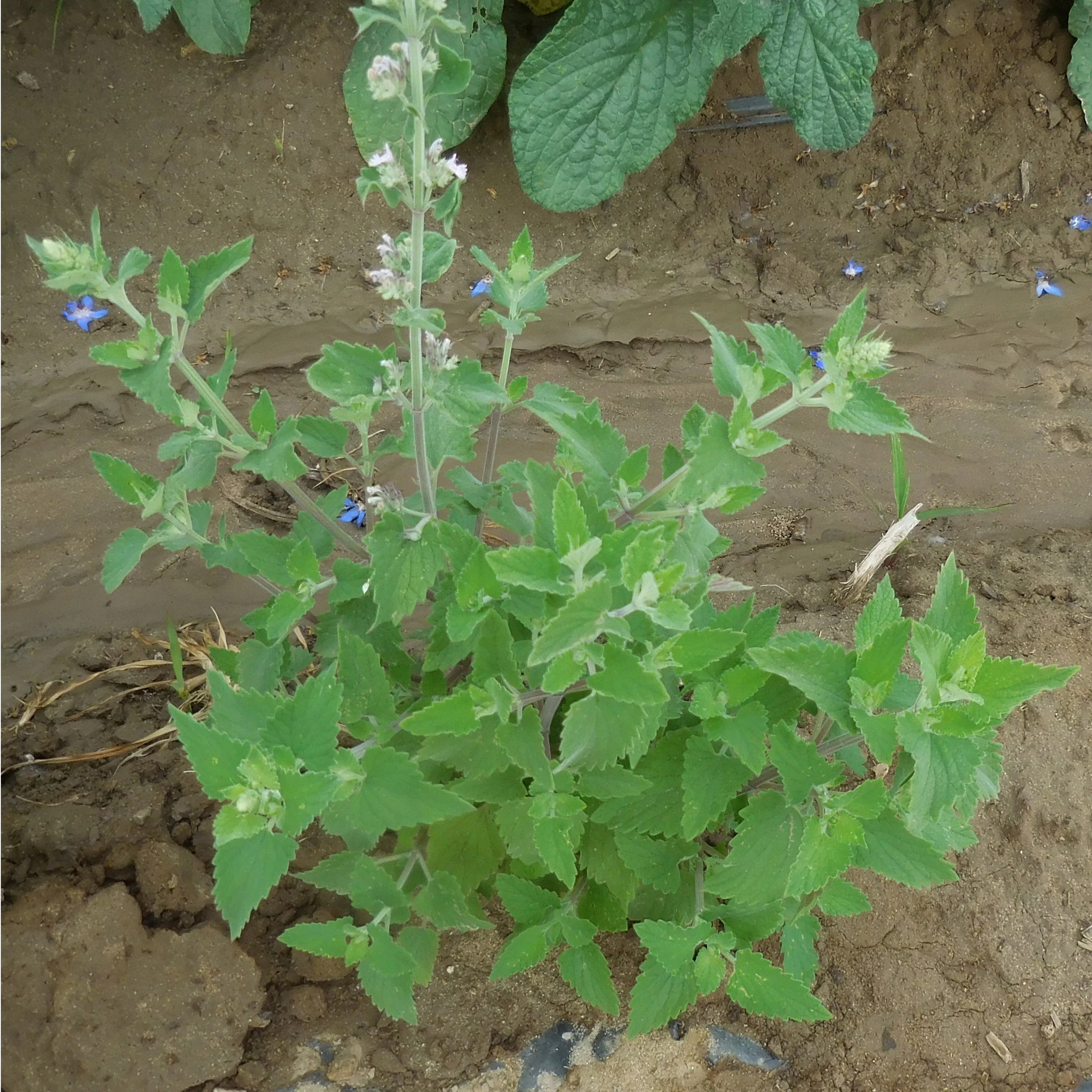 SEEDS BY DESIGN Catnip 1lb — Single Unit
