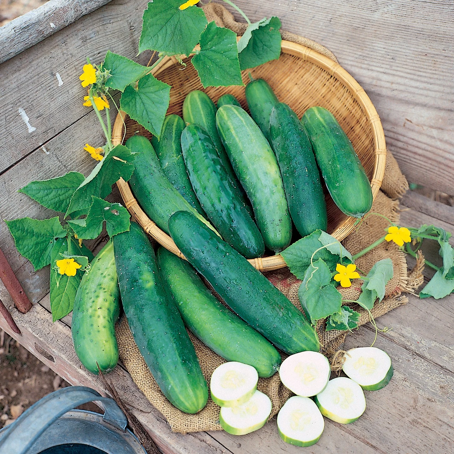 SEMINIS VEGETABLE SEEDS INC Cucumber, Dasher II 1000 Seed Count — Single Unit