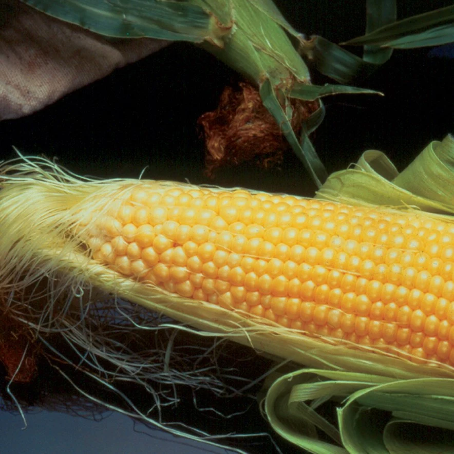 CROOKHAM CO. Corn, Incredible 1lb — Single Unit