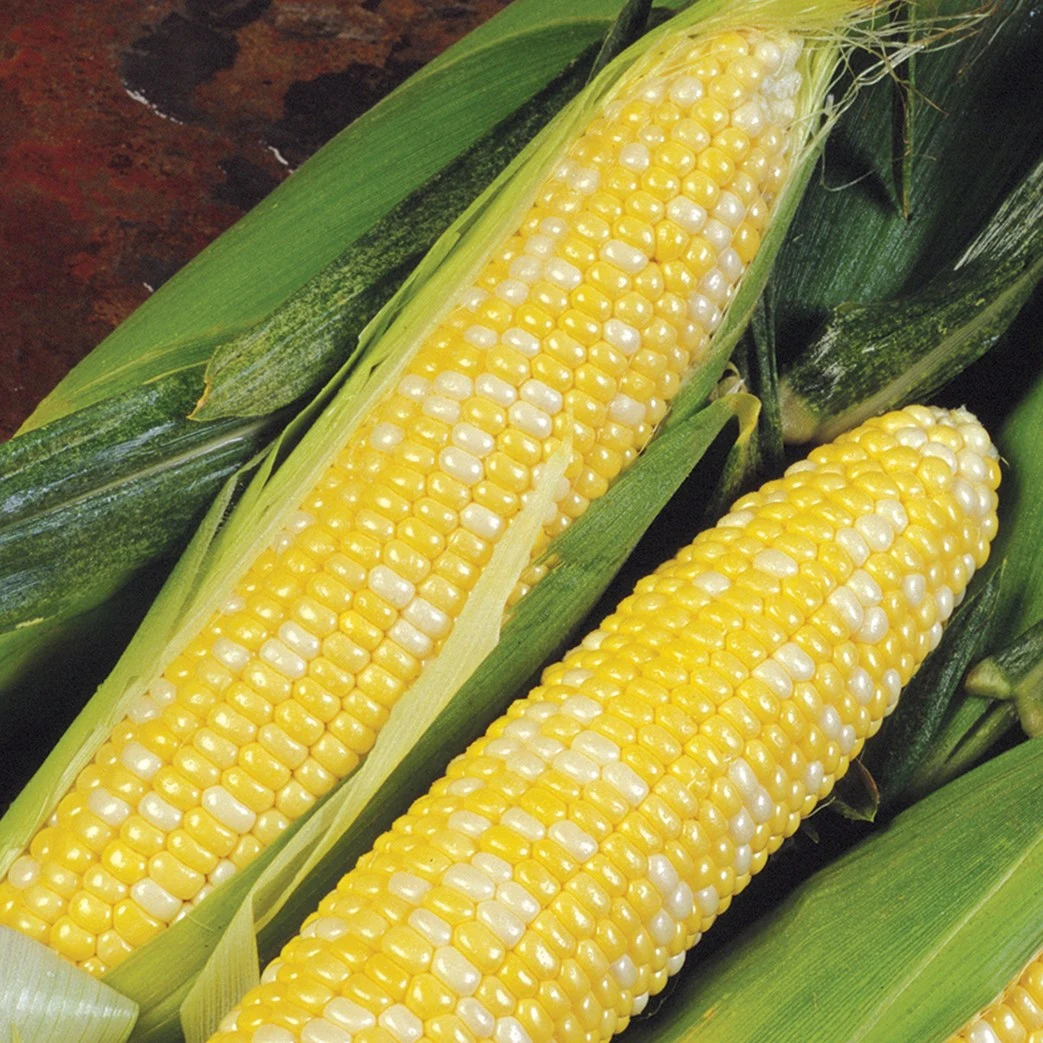 CROOKHAM CO. Corn, Delectable 25lb — Single Unit