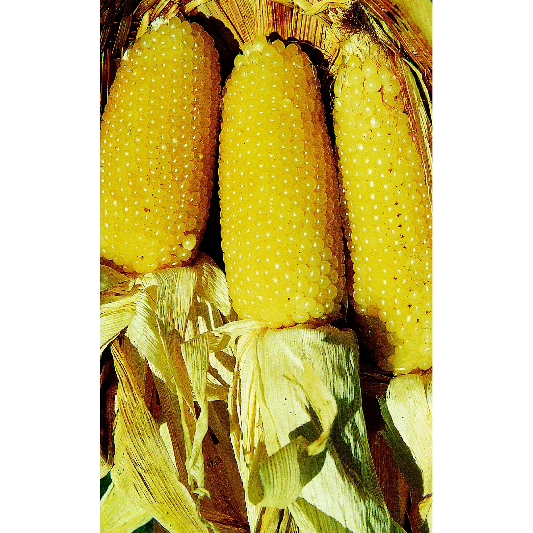 SCHLESSMAN SEED COMPANY Popcorn, Perdue 410 Hybrid 1lb — Single Unit
