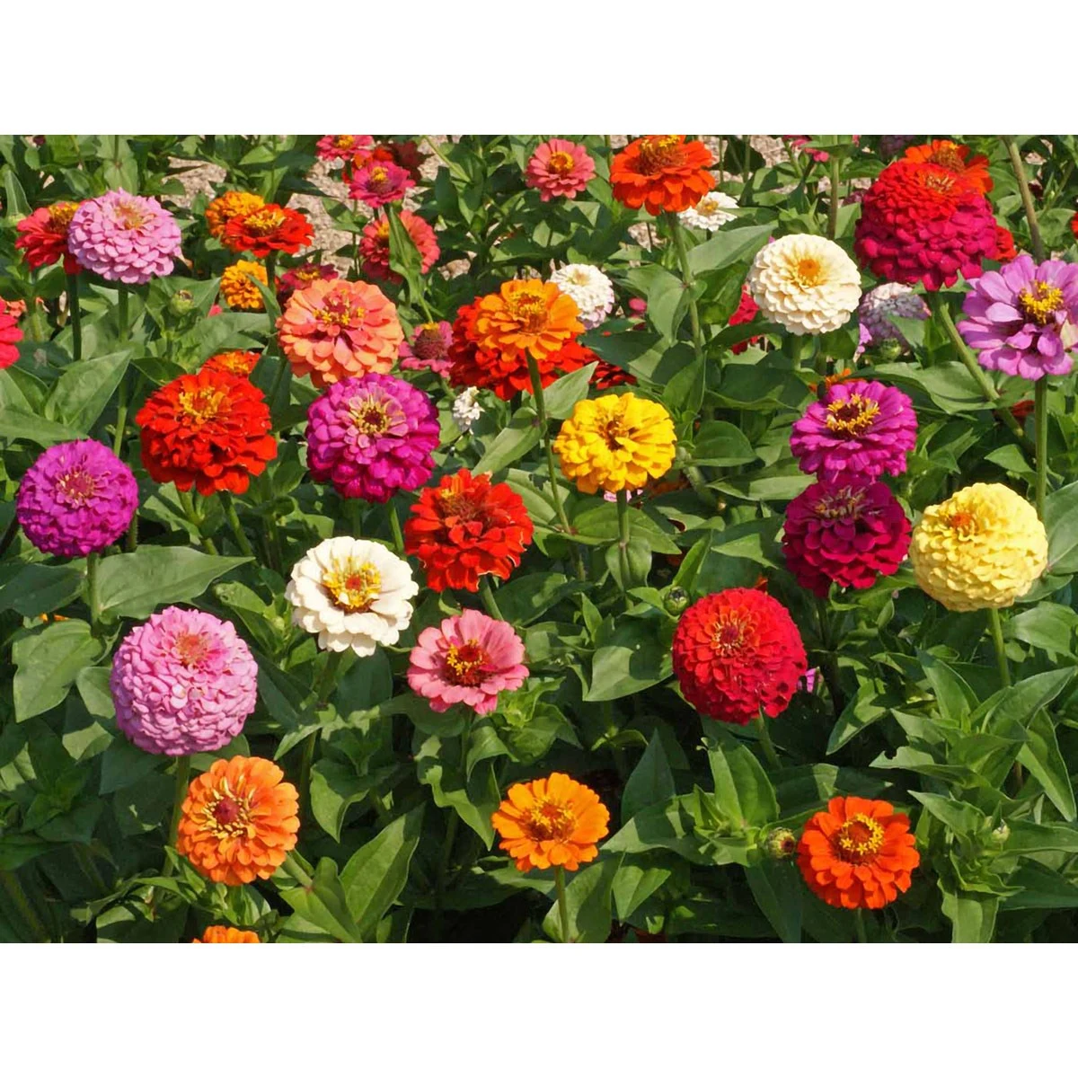 APPLEWOOD SEED COMPANY Zinnia, Cut & Come Again - 1 LB — Single Unit