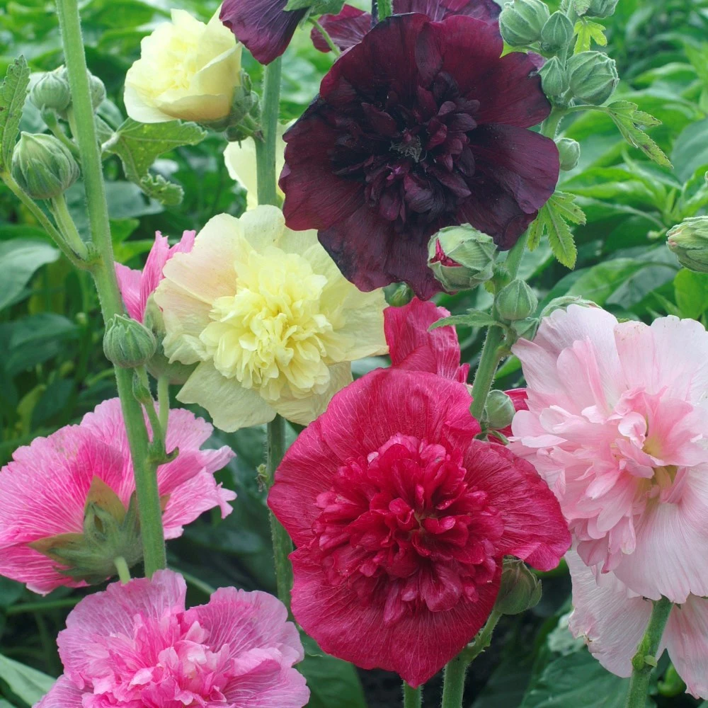 HEM ZADEN BV HOLLYHOCK - SUMMER CARNIVAL LBS — Single Unit