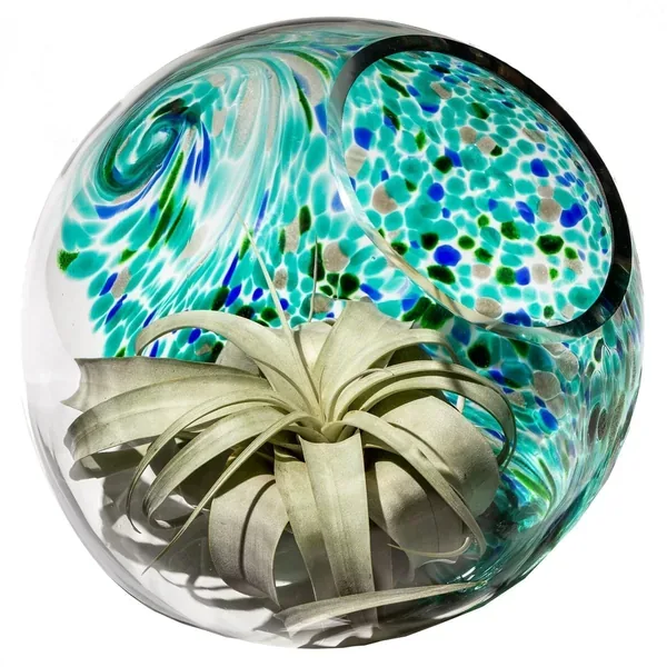 APM 3" Assorted Terrarium - Image 2