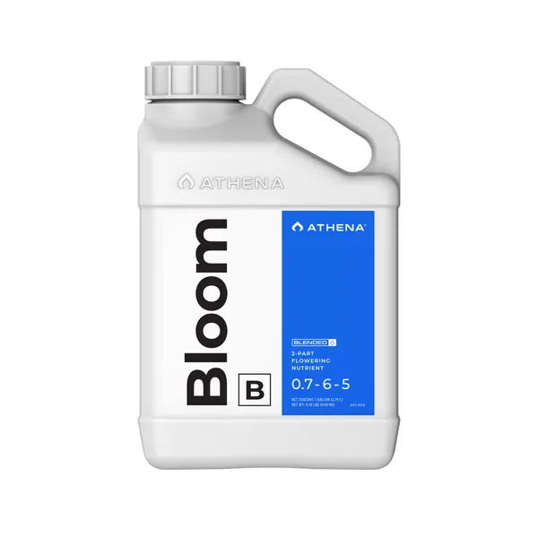 Athena Athena Bloom B