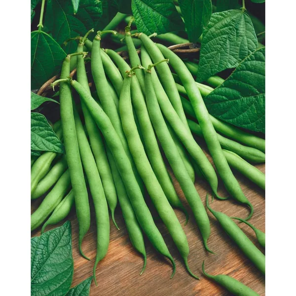 Beans, Bush Organic Blue Lake 50lb