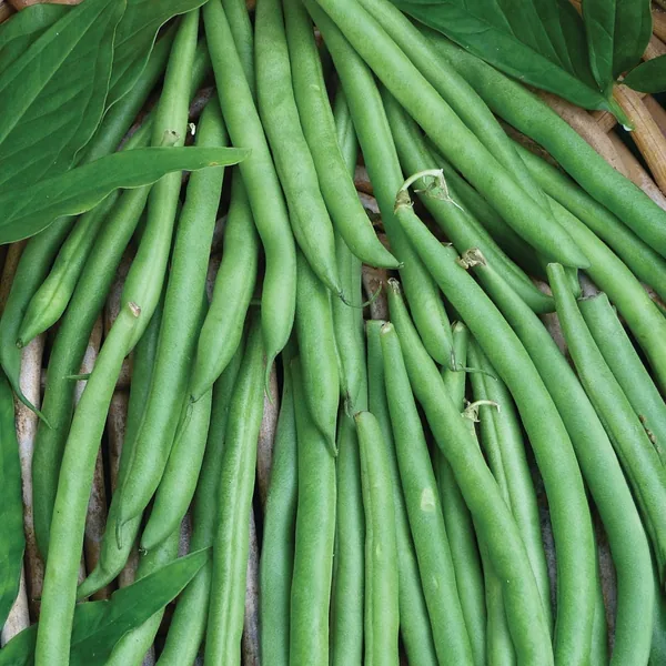 Beans, Contender Bush