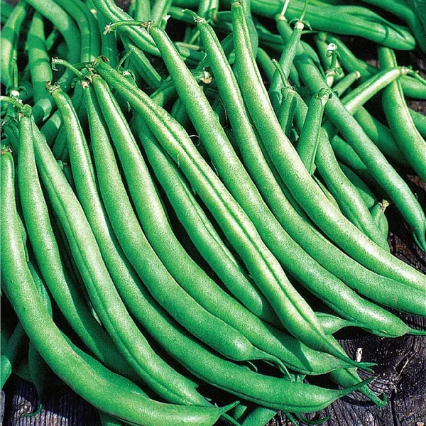 Beans, Greencrop Bush Treated 1/2lb