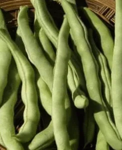 Beans, Kentucky Wonder Bush 125 Treated 1/2lb