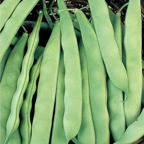 Beans, Roma II 1/2lb