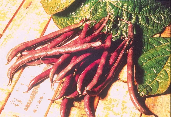 Illinois Foundation Seeds Beans, Royal Burgundy Bush 1/2lb