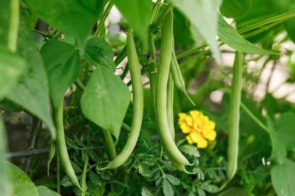 Beans, Slenderette Bush 1/2lb