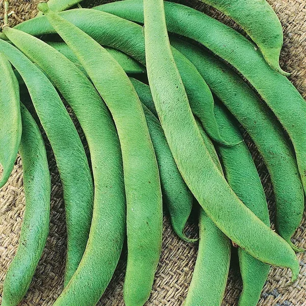 Beans, State Half Runner 1/2lb - Image 2