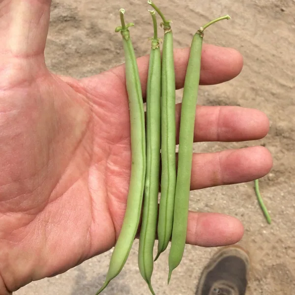 Beans, Strike Bush Treated 1/2lb