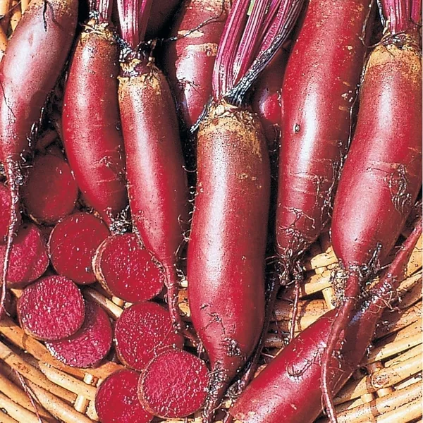 Beets, Cylindra 1