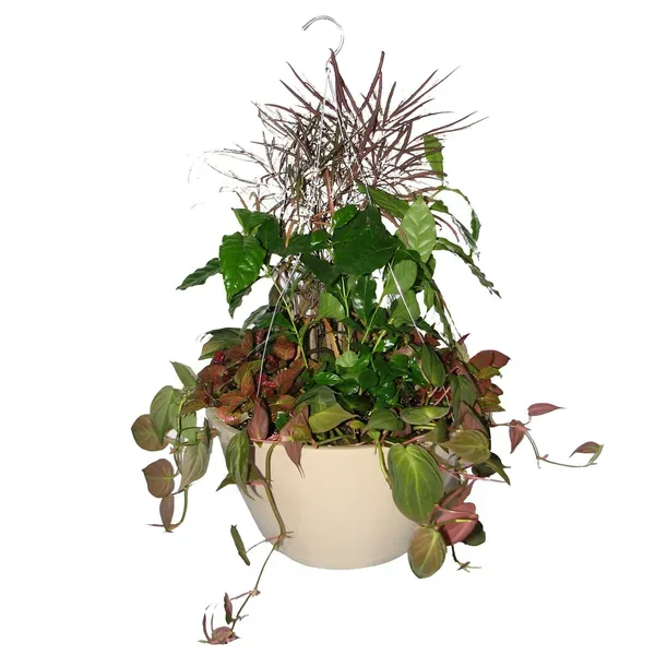 Bld 12.00 SL Hanging Basket W/MOCHA 19" FLEX HGR MOCHA — Case of 25 - Image 2
