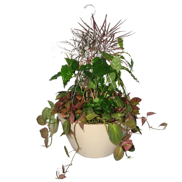 Belden Plastics Bld 12.00 SL Hanging Basket W/MOCHA 19" FLEX HGR MOCHA