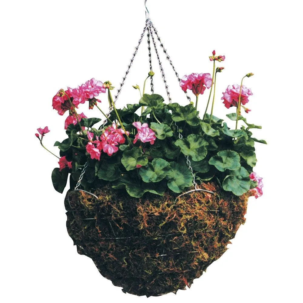 Braun 11" Blooming Bliss - Image 2