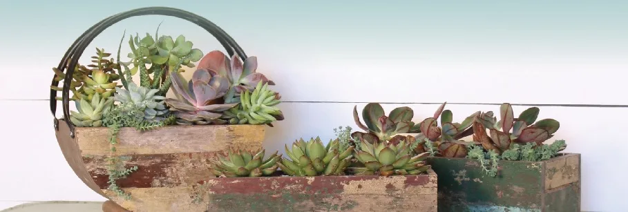 Braun Stamped Floral Planters - Image 2