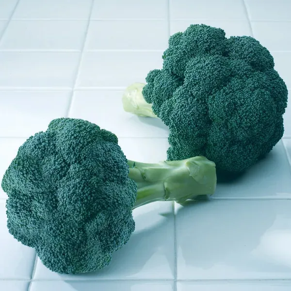 Broccoli, Diplomat Treated 500 Seed Count - Image 2