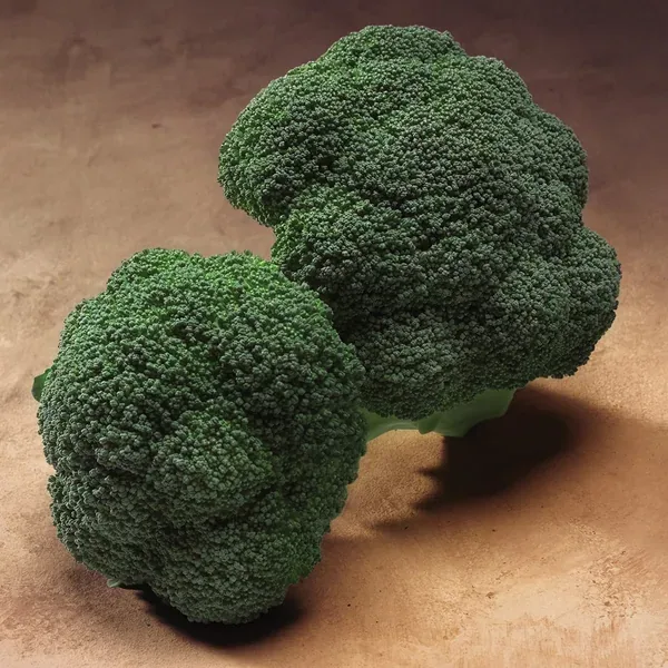 Broccoli, Gypsy Hybrid 1000 Seed Count - Image 2