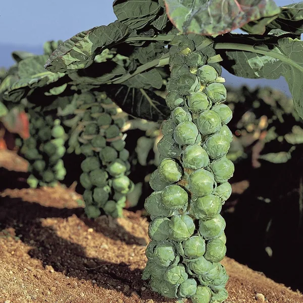 Brussel Sprouts, Jade Cross Hybrid 500 Seed Count