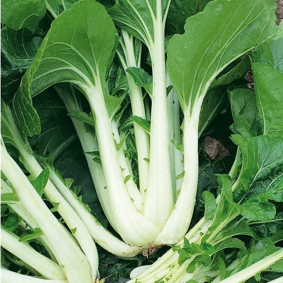Cabbage, Chinese Pak Choi 1000 Seed Count - Image 2