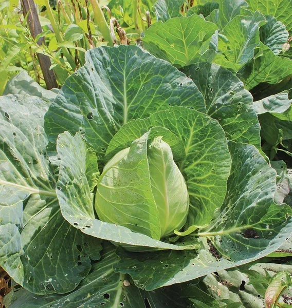 Cabbage Early Jersey Wakefield lbs - Image 2