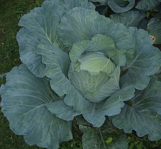 Cabbage, Late Flat Dutch 1lb