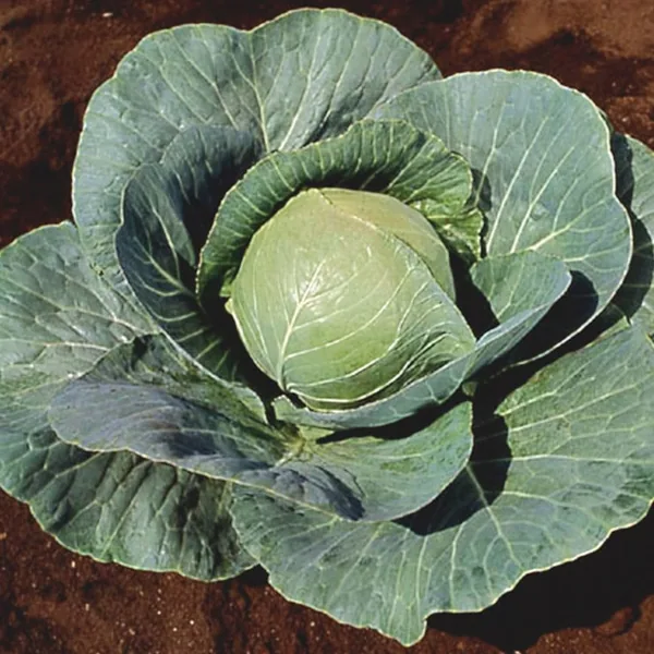 Cabbage, Stonehead Hybrid 500 Seed Count