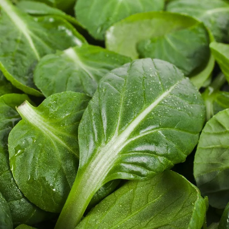 Cabbage, Tatsoi Chinese 1lb - Image 2