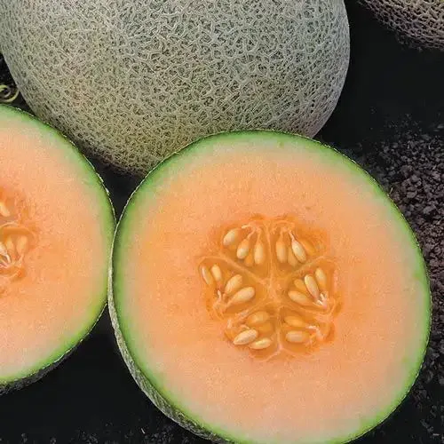 Cantaloupe, Ambrosia Hybrid 180mg - Image 2