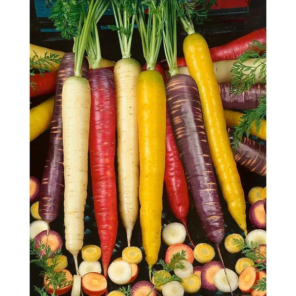 Carrot, Rainbow Blend 1000 Seed Count - Image 2
