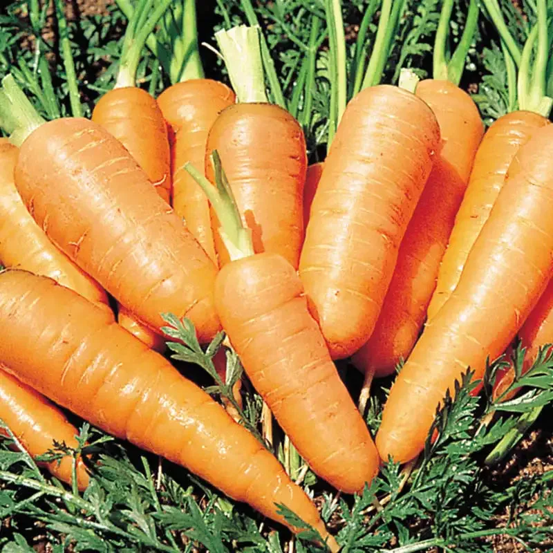 Carrots, Danver Half Long 50 lbs - Image 2