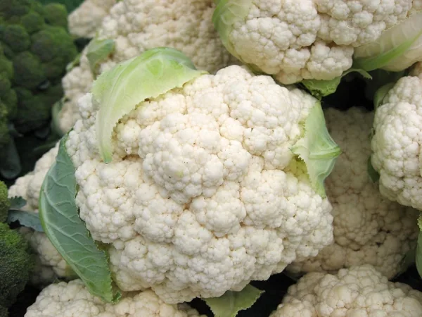Illinois Foundation Seeds Cauliflower, Snowball Improved 1