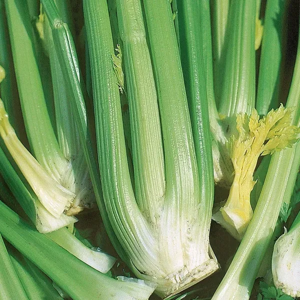 Celery, Tall Utah Improved 1/2oz - Image 2