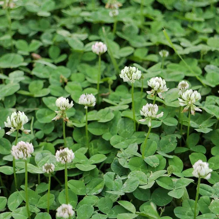 Clover, Berseem Red 50 lbs - Image 2