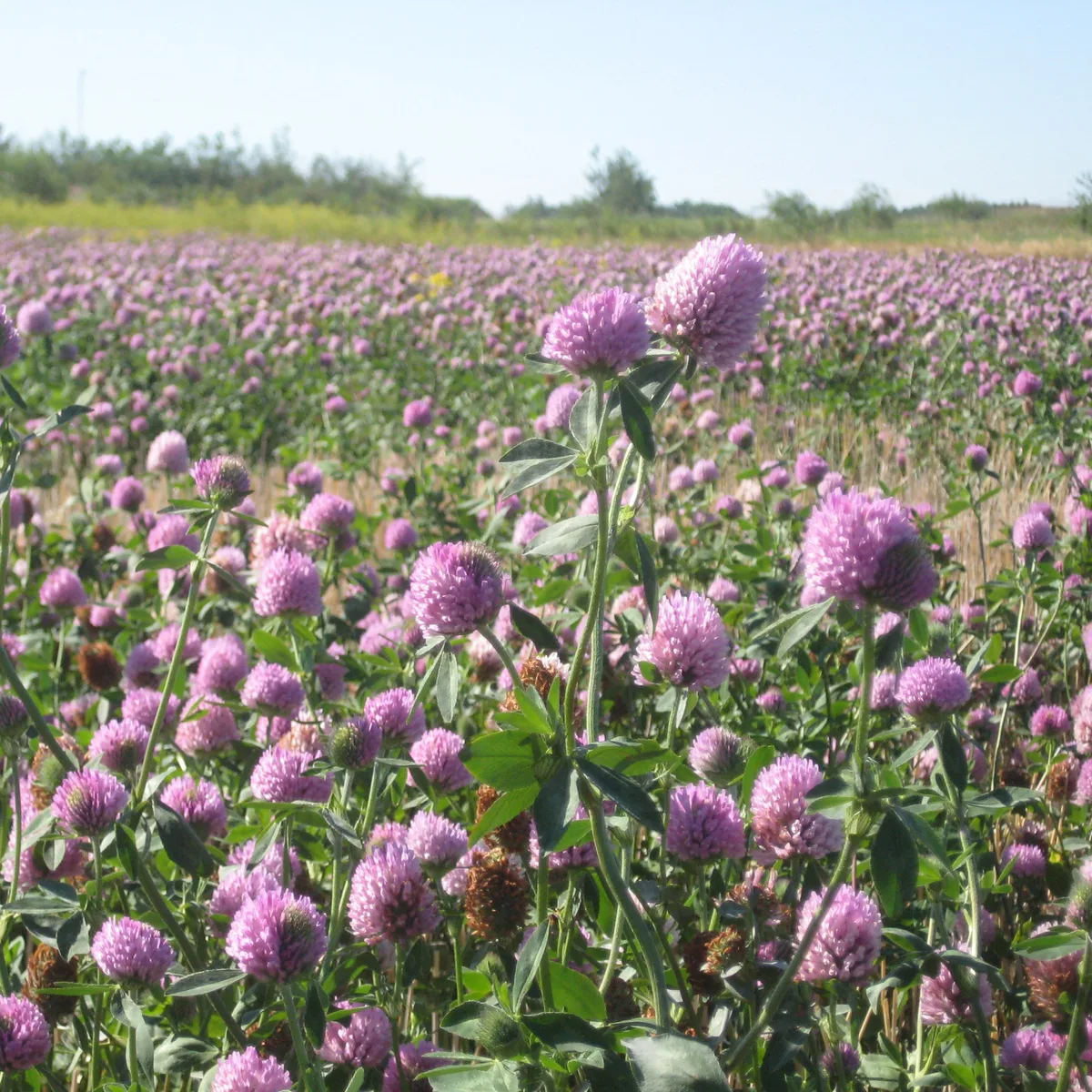 Clover, Medium Red 1 lb Each - Image 2