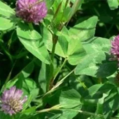 Clover, Medium Red 1 lb Each