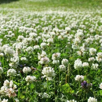 Wetsel Bulk Lawn Grass Clover, White Dutch 1 lb Each Vns