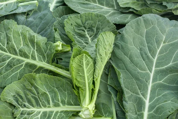 Collards, Champion 50 lbs - Image 2